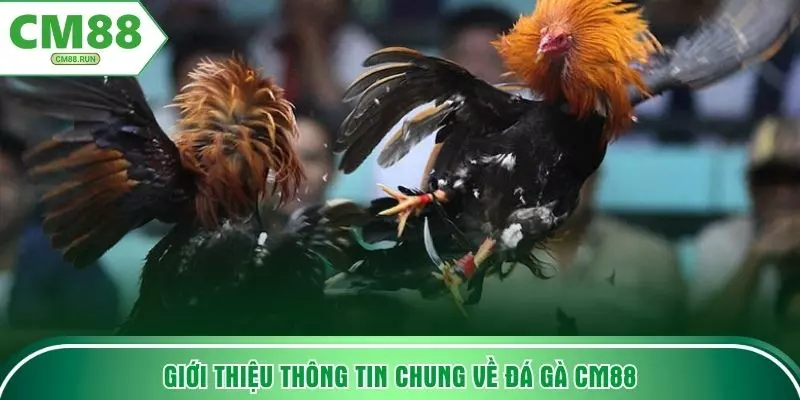 Giới thiệu thông tin chung về đá gà CM88